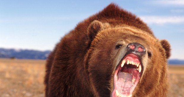 Útok grizzlyho: Zabil muže v Yellowstonském parku