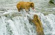 Kámo, hoď mi kousek! Ryby skáčou proti vodopádu a medvědovi stačí otevřít tlamu.