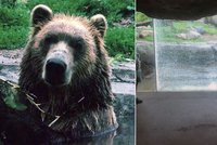 Naštvaný grizzly vzal ve výběhu 25kilový kámen a hodil ho na návštěvníky. Zachránilo je sklo