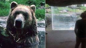 Naštvaný grizzly vzal ve výběhu 25kilový kámen a hodil ho na návštěvníky.