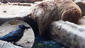 Jindy nebezpečný grizzly zachránil vránu před utonutím.