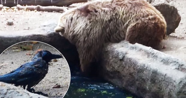 Příroda blázní: Grizzly zachránil topící se vránu!