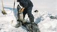 Vytahování tuleňů z nastražených pastí holýma rukama v teplotách hluboko pod bodem mrazu