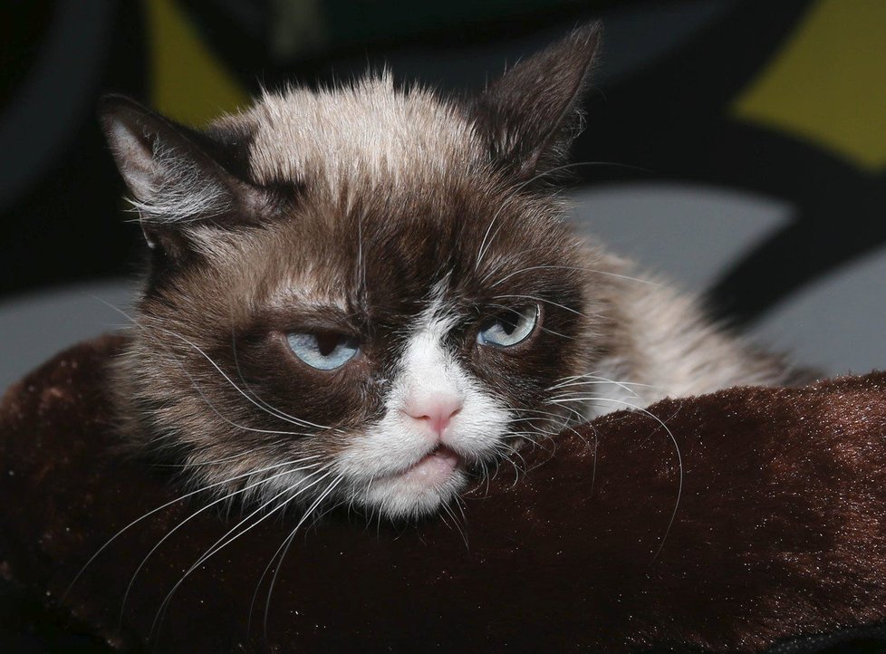 Nejslavnější kočka světa Grumpy Cat zemřela. Osudnou se jí stala infekce močových cest.