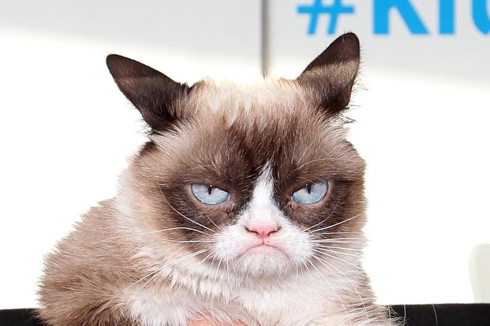 Nejslavnější kočka světa Grumpy Cat zemřela. Osudnou se jí stala infekce močových cest.