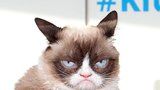 Zahynula nejmrzutější kočička (†7) světa: Grumpy Cat naposledy vydechla paničce v náručí