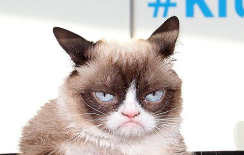 Zahynula nejmrzutější kočička (†7) světa: Grumpy Cat naposledy vydechla paničce v náručí