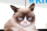 Zahynula nejmrzutější kočička (†7) světa: Grumpy Cat naposledy vydechla paničce v náručí