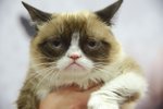 Nejslavnější kočka světa Grumpy Cat zemřela. Osudnou se jí stala infekce močových cest.