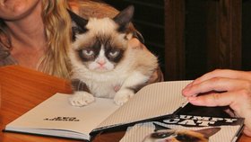 Nejslavnější kočka světa Grumpy Cat zemřela. Osudnou se jí stala infekce močových cest.