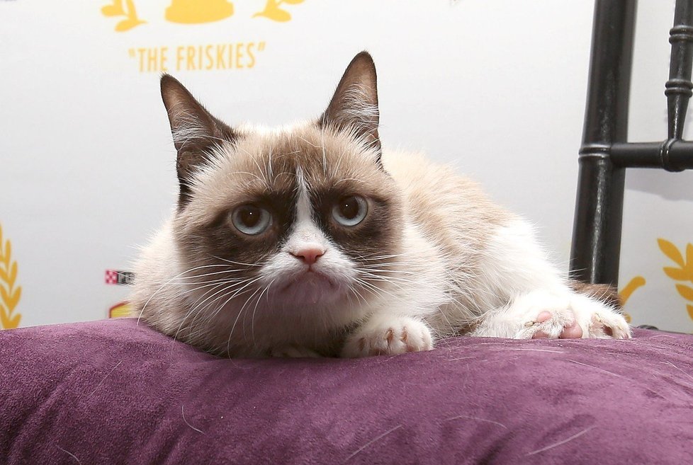 Nejslavnější kočka světa Grumpy Cat zemřela. Osudnou se jí stala infekce močových cest.