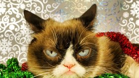 Grumpy Cat.