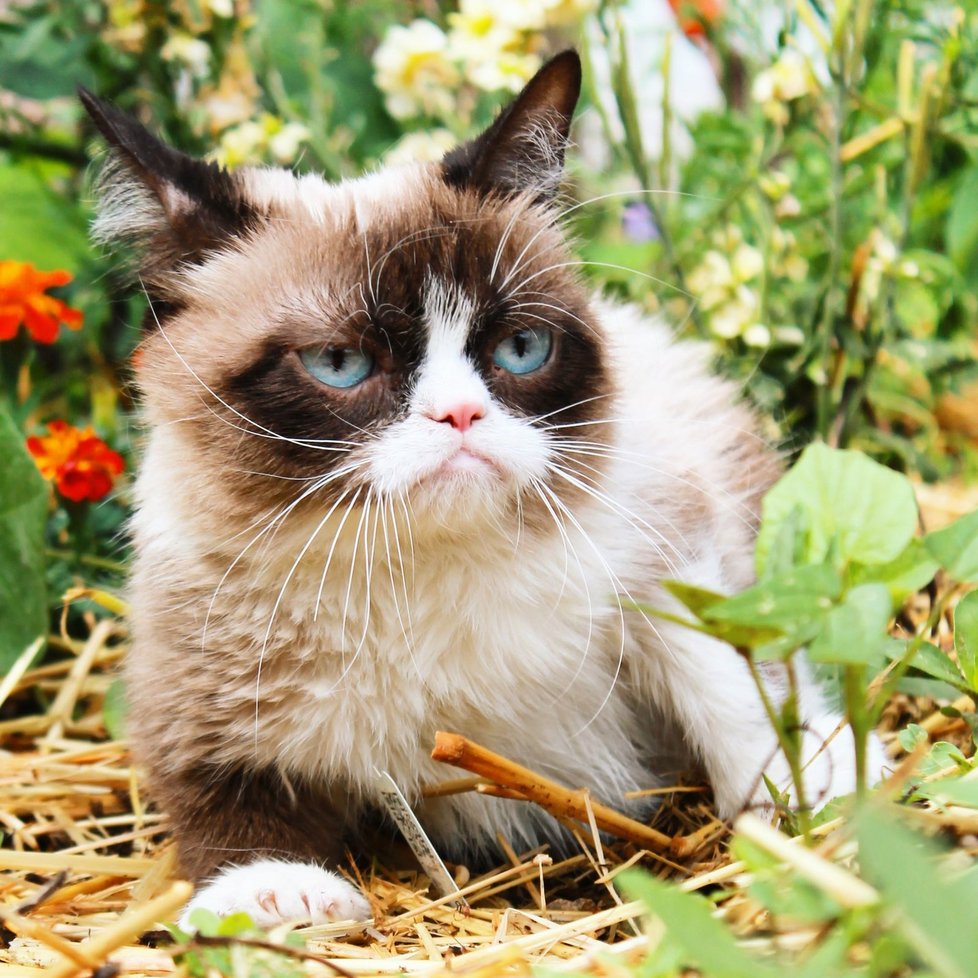 Grumpy Cat.