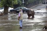 Ulicemi Tbilisi se při záplavách procházel hroch
