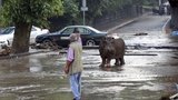 Gruzii postihly záplavy: Voda ze zoo vyhnala zvířata, v ulicích zabíjela!