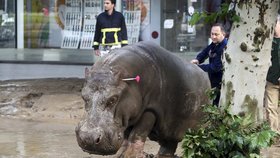 Čeští chovatelé odletěli do zoo v Tbilisi: Pomohou po katastrofické povodni