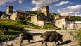 Drsné scenerie kavkazského venkova, kde se dobytek běžně prochází vesnicí