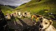 Toulaví psi hlídkují kolem vyhlídky nad částí vesnice Ušguli spadající pod ochranu UNESCO