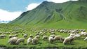 Stádo ovcí na zelených svazích Kavkazu