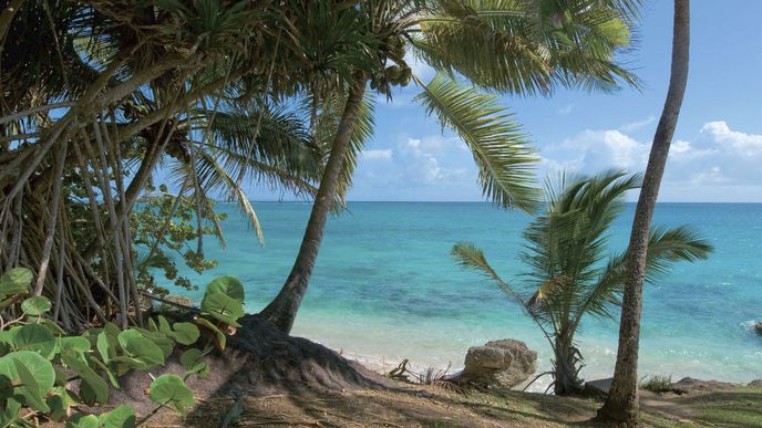 Moře, palmy, útesy. Na Guadeloupu nenajdete žádné obří turistické komplexy. Všechny pláže jsou veřejně přístupné.