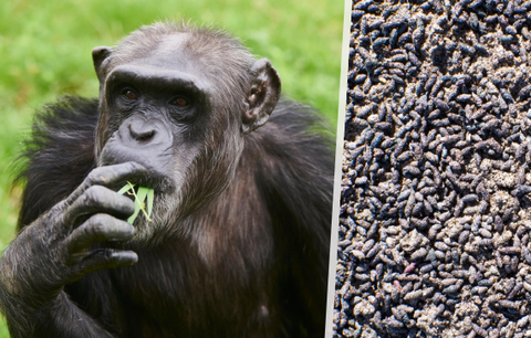 Nová pandemie na obzoru? Šimpanzi v Ugandě jsou nuceni jíst netopýří výkaly!