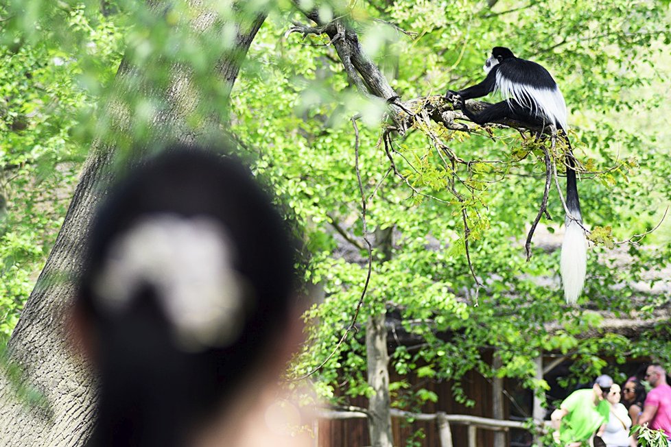 Sotva guerézí kluk vykoukl v pražské zoo na svět, stal se miláčkem nejen mámy Lucie a opičí tlupy, ale také veřejnosti. Čtenáři Blesku měli šanci rozhodnou o jeho jménu - vybrali mu jménu ABU