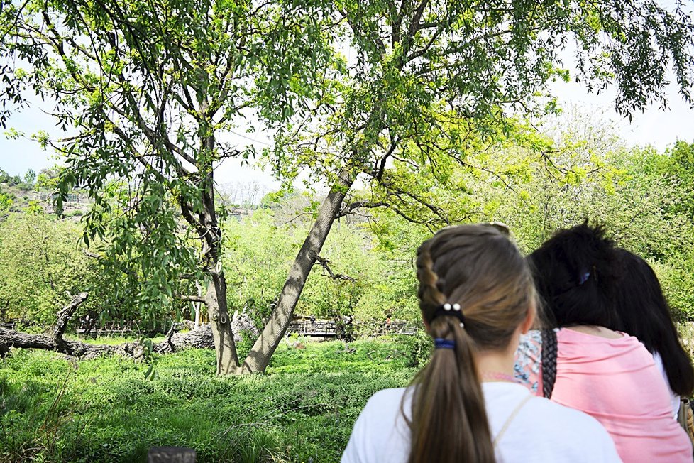 Sotva guerézí kluk vykoukl v pražské zoo na svět, stal se miláčkem nejen mámy Lucie a opičí tlupy, ale také veřejnosti. Čtenáři Blesku měli šanci rozhodnou o jeho jménu - vybrali mu jménu ABU