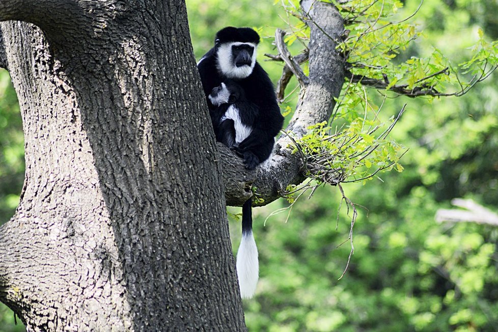 Sotva guerézí kluk vykoukl v pražské zoo na svět, stal se miláčkem nejen mámy Lucie a opičí tlupy, ale také veřejnosti. Čtenáři Blesku měli šanci rozhodnou o jeho jménu - vybrali mu jménu ABU