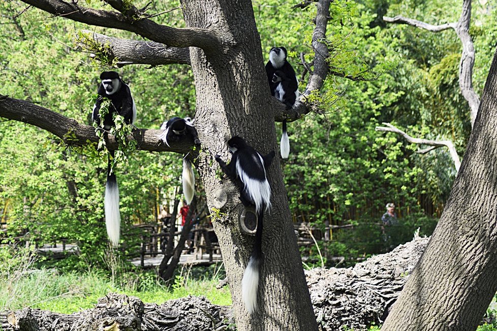 Sotva guerézí kluk vykoukl v pražské zoo na svět, stal se miláčkem nejen mámy Lucie a opičí tlupy, ale také veřejnosti. Čtenáři Blesku měli šanci rozhodnou o jeho jménu - vybrali mu jménu ABU