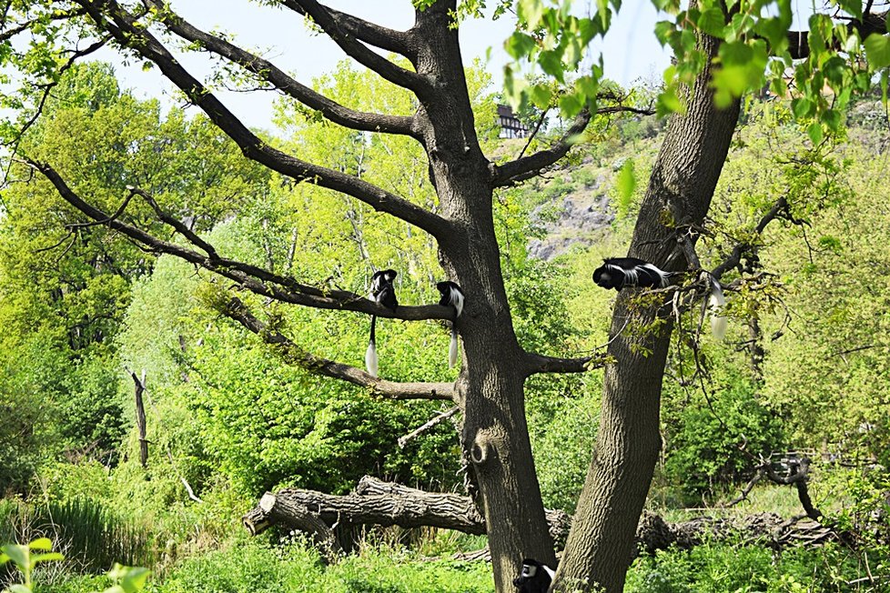 Sotva guerézí kluk vykoukl v pražské zoo na svět, stal se miláčkem nejen mámy Lucie a opičí tlupy, ale také veřejnosti. Čtenáři Blesku měli šanci rozhodnou o jeho jménu - vybrali mu jménu ABU