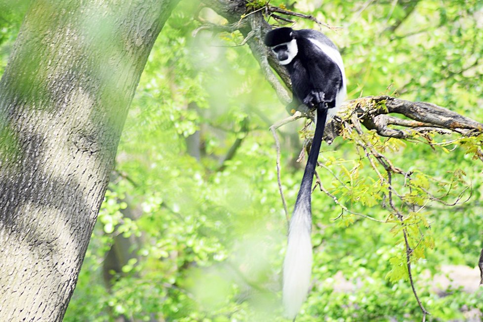 Sotva guerézí kluk vykoukl v pražské zoo na svět, stal se miláčkem nejen mámy Lucie a opičí tlupy, ale také veřejnosti. Čtenáři Blesku měli šanci rozhodnou o jeho jménu - vybrali mu jménu ABU