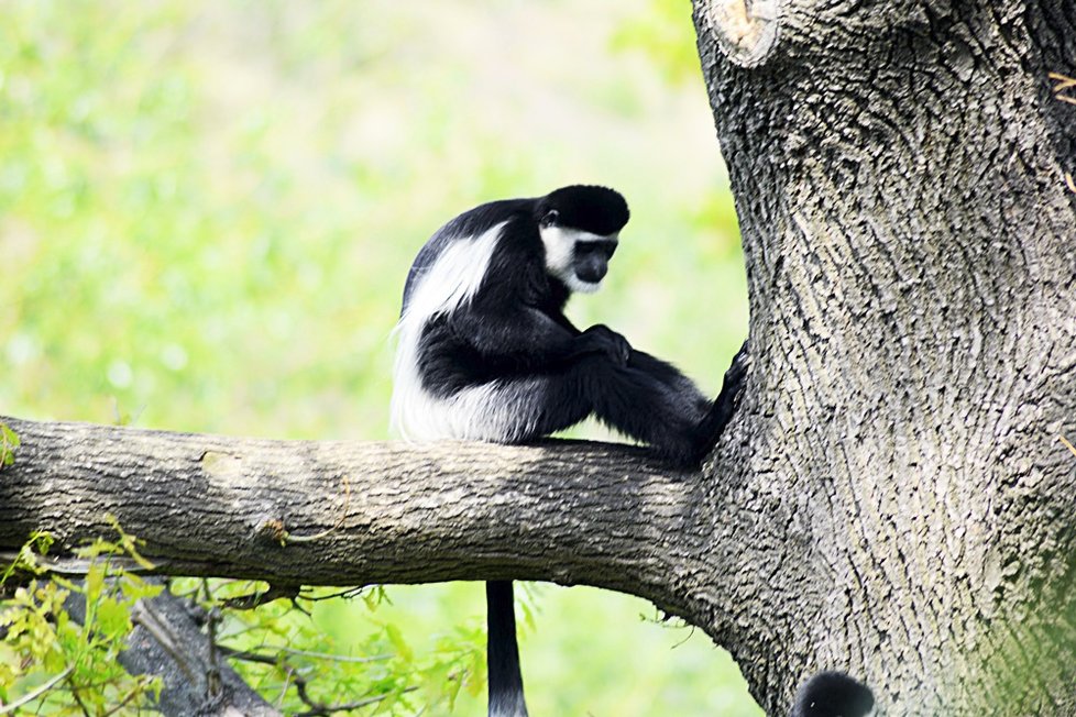 Sotva guerézí kluk vykoukl v pražské zoo na svět, stal se miláčkem nejen mámy Lucie a opičí tlupy, ale také veřejnosti. Čtenáři Blesku měli šanci rozhodnou o jeho jménu - vybrali mu jménu ABU