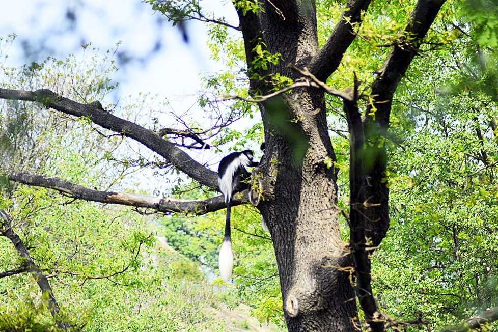 Sotva guerézí kluk vykoukl v pražské zoo na svět, stal se miláčkem nejen mámy Lucie a opičí tlupy, ale také veřejnosti. Čtenáři Blesku měli šanci rozhodnou o jeho jménu - vybrali mu jménu ABU