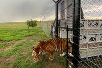 Vytrhané drápy a vyražené zuby: Z cirkusu hrůzy zachránili 21 zubožených tygrů a lvů