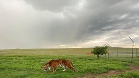 Neziskové organizaci se v úterý podařilo zachránit 21 lvů a tygrů z guatemalských cirkusů, převezena byla zvířata do rezervace v jižní Africe