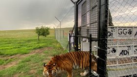 Neziskové organizaci se v úterý podařilo zachránit 21 lvů a tygrů z guatemalských cirkusů, převezena byla zvířata do rezervace v jižní Africe