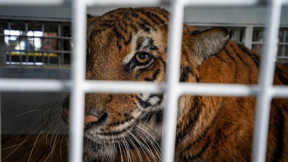 Nezisková organizace zachránila 21 lvů a tygrů z guatemalských cirkusů