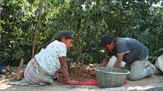 Za kávou do Guatemaly. Jaká je cesta kávového zrnka od jeho zasazení do země až po šálek lahodného espresa?