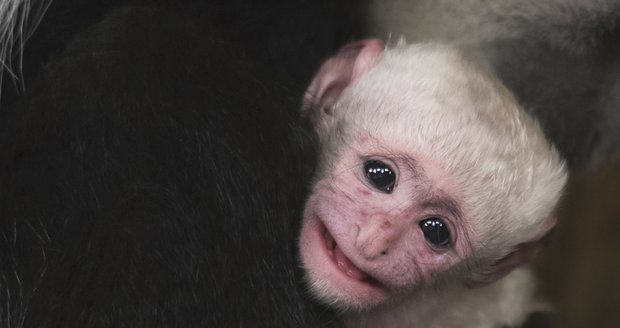 Zoo Praha se raduje z dalšího mláděte guerézy pláštíkové. Narodilo se v úterý ráno.