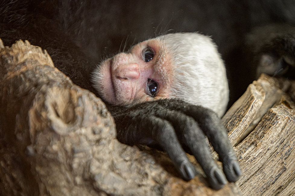 V expozici gueréz pláštíkových mohou návštěvníci Zoo Praha obdivovat další mládě. Benjamínek skupiny se narodil v pondělí ráno, jeho rodiči jsou Lucie a Katanga.