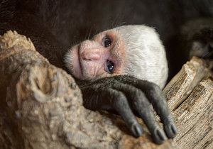 V expozici gueréz pláštíkových mohou návštěvníci Zoo Praha obdivovat další mládě. Benjamínek skupiny se narodil v pondělí ráno, jeho rodiči jsou Lucie a Katanga.
