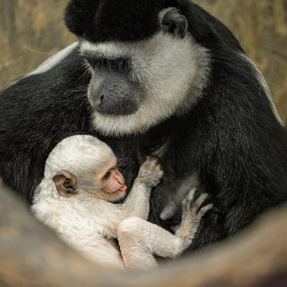 Mládě guerézy pláštíkové je možné pozorovat v expozici na Opičích ostrovech v dolní části pražské zoo, kde se již guerézy, vzhledem k příznivým teplotám, pohybují také ve venkovním výběhu. Na snímku mládě s matkou Lucií.