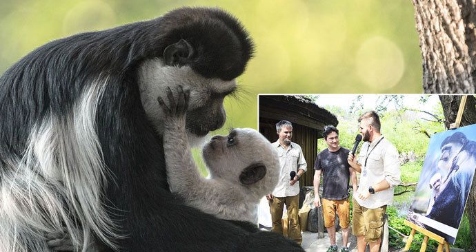 V Zoo Praha pokřtili mládě guerézy.