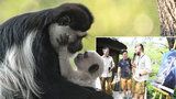 Pražská zoo pokřtila »bílé opičátko Abu«: Kmotrem guerézího kluka se stal Saša Rašilov 