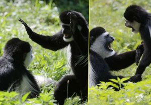 Guerézy z pražské zoo