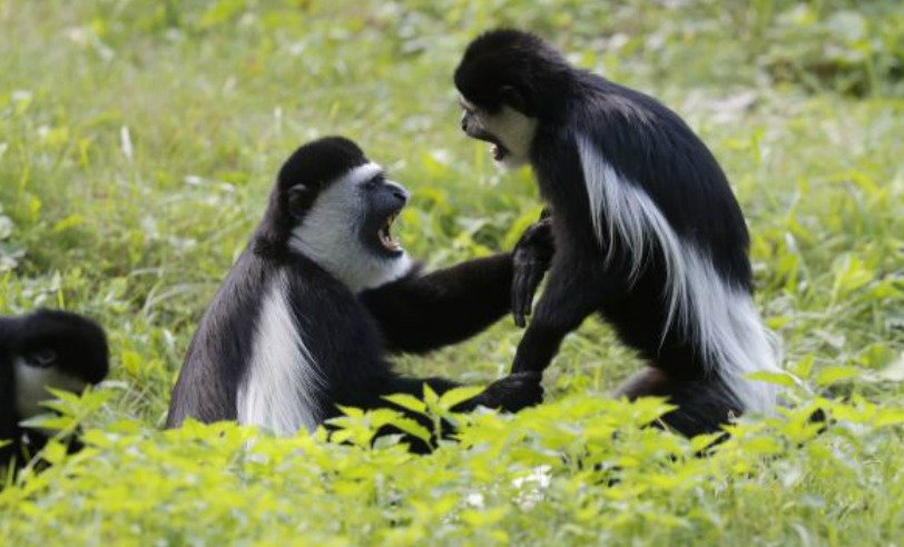 Guerézy z pražské zoo