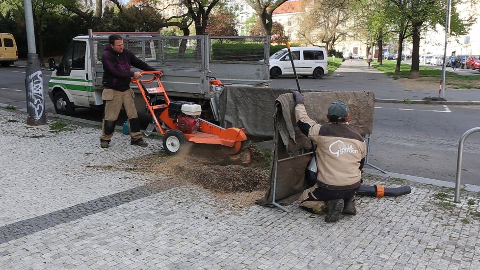 Městská část Praha 3 se také zapojila do guerilla gardeningu. V rabátku, které má ve správě TSK, vysadila nový strom