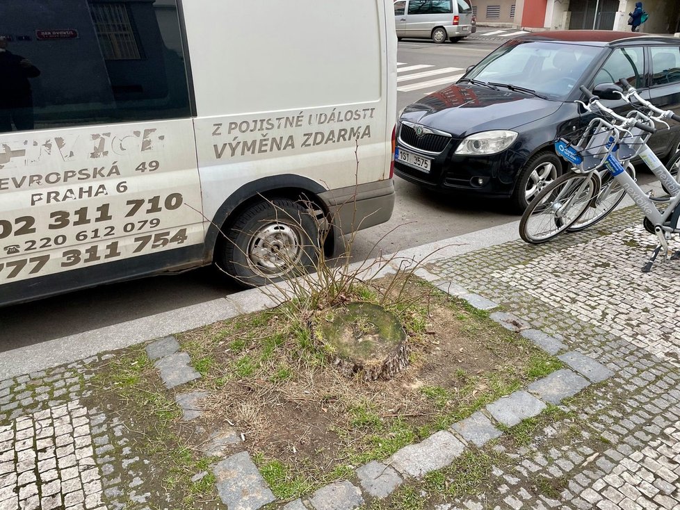 Městská část Praha 3 se také zapojila do guerilla gardeningu. V rabátku, které má ve správě TSK, vysadila nový strom