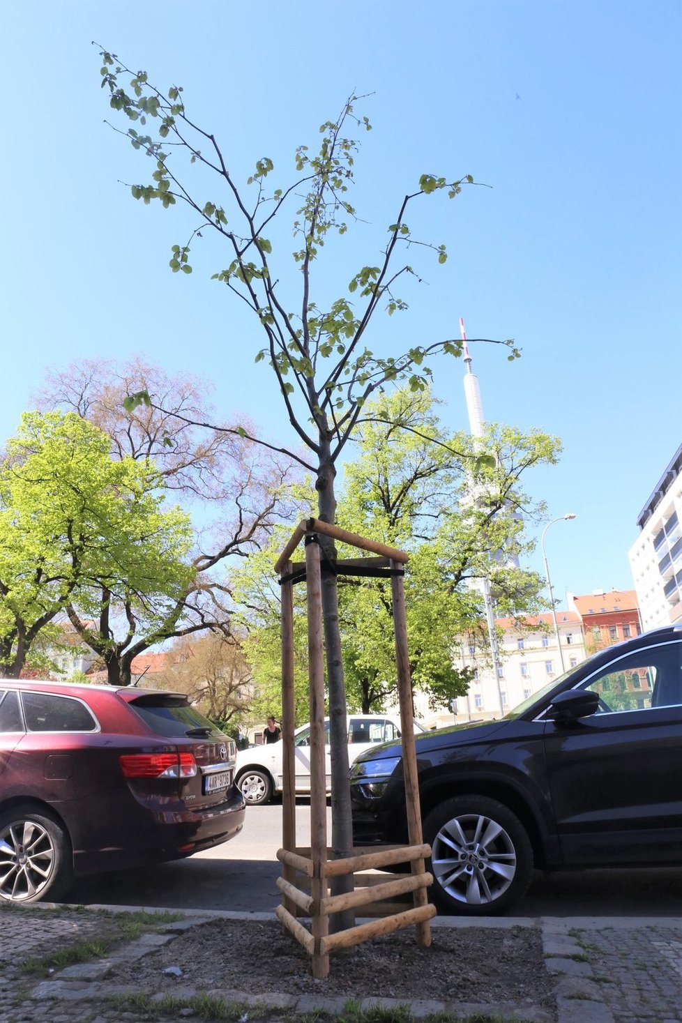 Městská část Praha 3 se také zapojila do guerilla gardeningu. V rabátku, které má ve správě TSK, vysadila nový strom