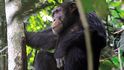 Šimpanzi v Bossou jsou světoznámí používáním nástrojů
